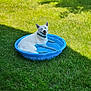 animal, backyard, blue_pool, canine, collar, dog, grass, happy, nature, outdoor, pet, playful, pool, relaxed, shade, small_pool, smiling, summer, sunny, white_dog