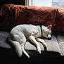Asher joined the competition — help win amazing prizes! animal, blanket, collar, comfort, couch, cozy, dog, fur, home, indoor, natural_light, peaceful, pet, quiet, relaxed, resting, side_view, sleeping, tail, white_dog