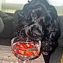 dog, black_dog, pet, glass, strawberries, water, table, indoor, couch, curious, closeup, face, sniffing, food, drink, furniture, window, natural_light, animal, companion