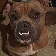 Bruno joined the competition — help win amazing prizes! dog, brown_dog, pet, indoor, close_up, animal, canine, face, teeth, underbite, ears, floor, looking_up, fur, muzzle, expression, companion, domestic_animal, portrait, cute