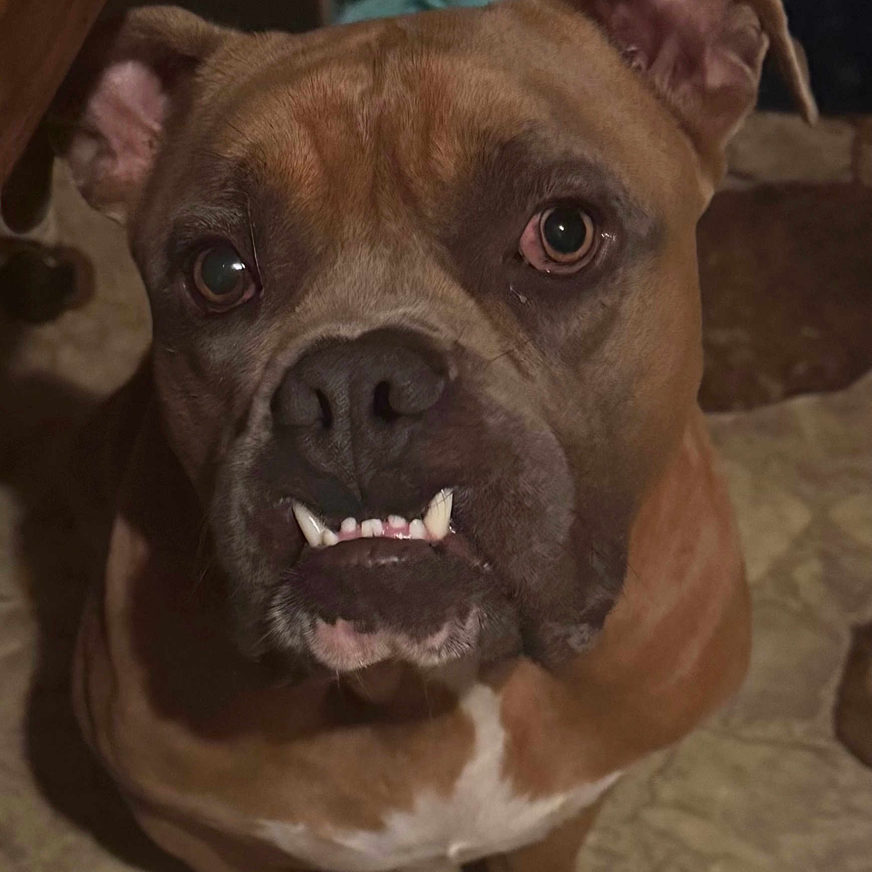 Bruno joined the competition — help win amazing prizes! animal, brown_dog, canine, close_up, companion, cute, dog, domestic_animal, ears, expression, face, floor, fur, indoor, looking_up, muzzle, pet, portrait, teeth, underbite