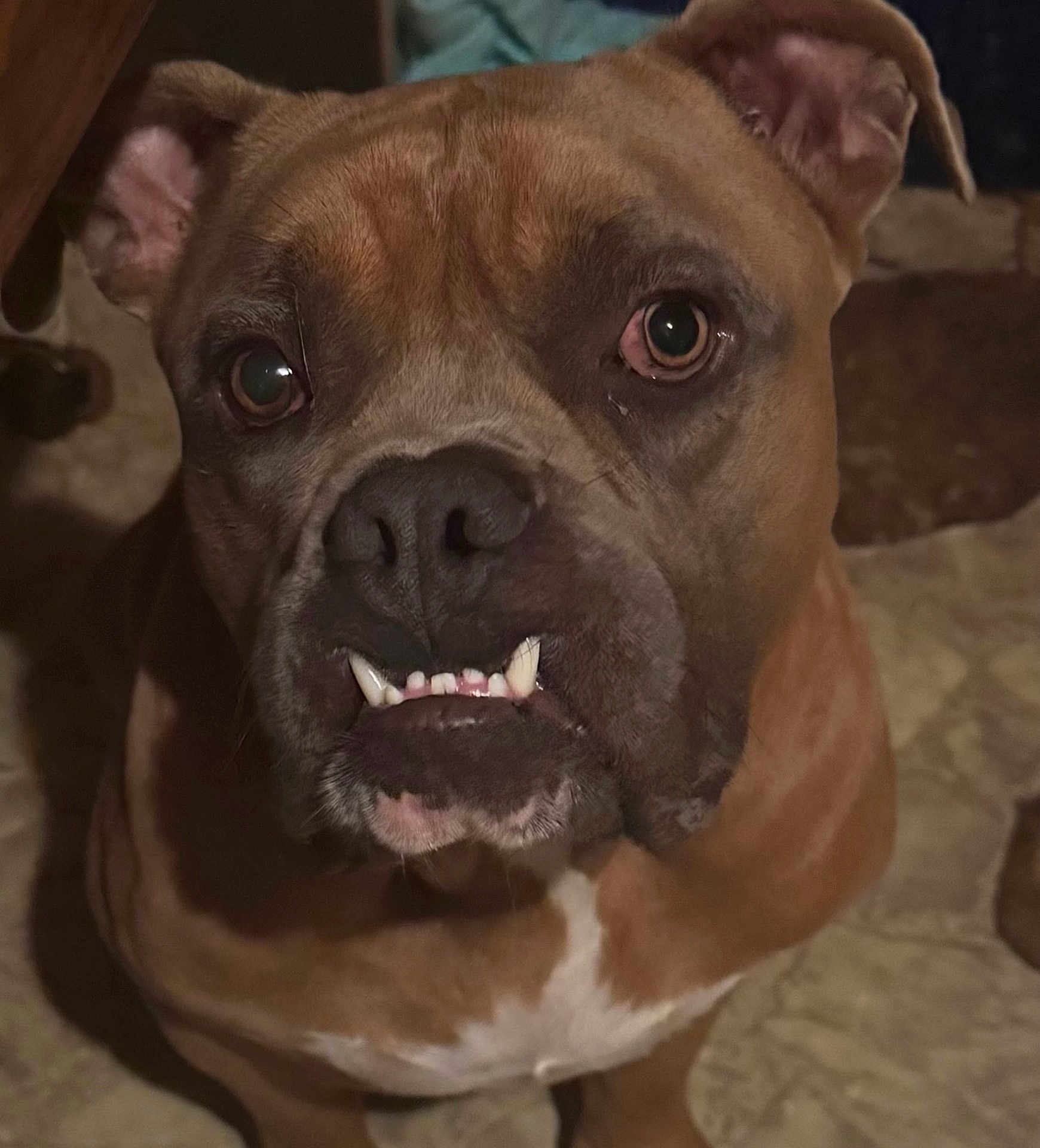 Bruno joined the competition — help win amazing prizes! dog, brown_dog, pet, indoor, close_up, animal, canine, face, teeth, underbite, ears, floor, looking_up, fur, muzzle, expression, companion, domestic_animal, portrait, cute