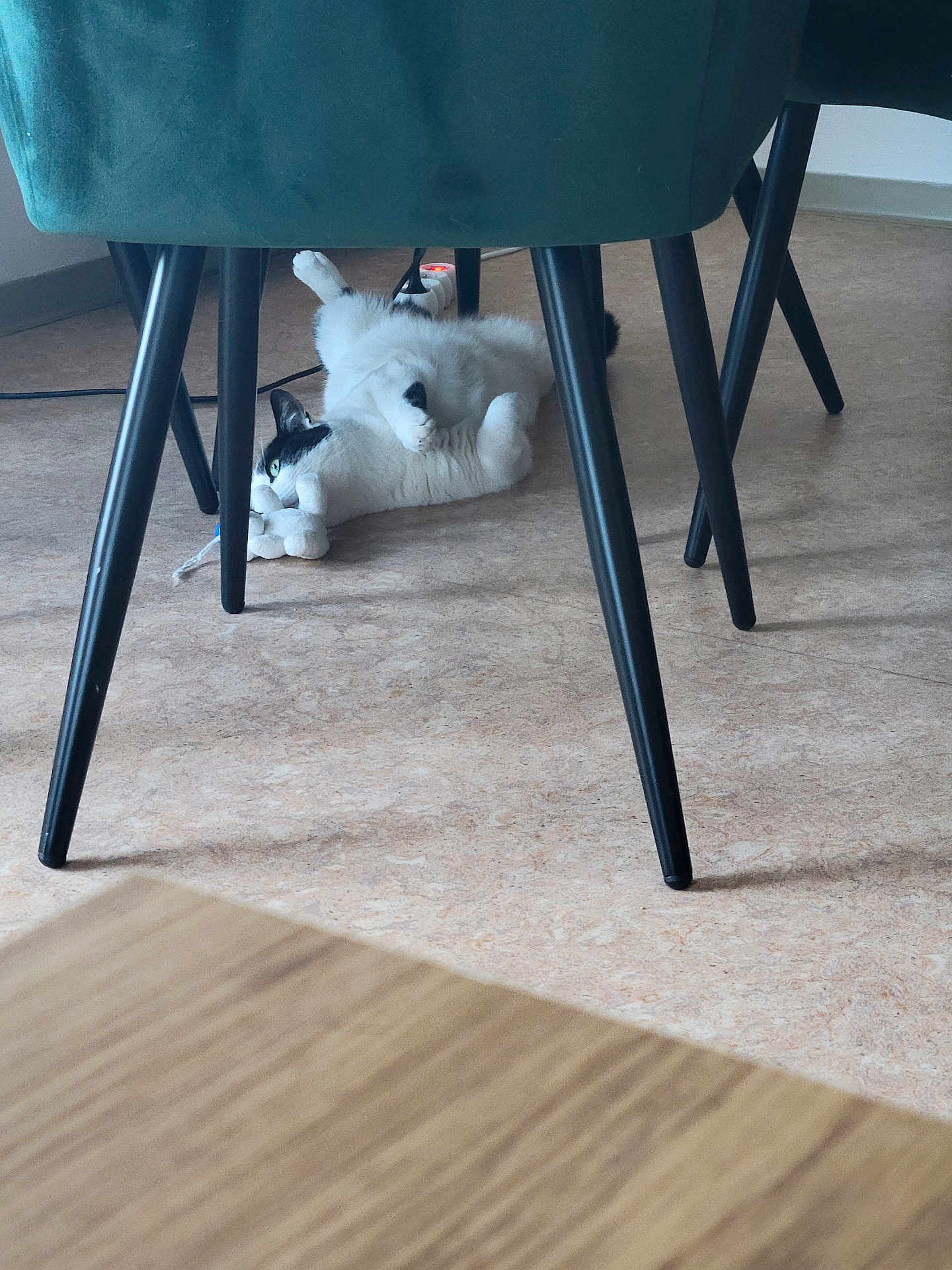 Panda a rejoint le concours — aidez-le/la à gagner de superbes lots ! cat, black_and_white_cat, toy, chair, floor, playful, indoor, relaxed, furniture_legs, green_chair, pet, animal, cute, lying_down, domestic_cat, flooring, home, resting, whiskers, curious