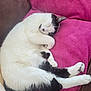 Panda participe au concours pour gagner de l'argent avec cette photo : cat, black_and_white, sleeping, curled_up, pet, feline, cozy, blanket, indoor, fur, whiskers, paws, relaxation, domestic_animal, cute, resting, soft, tail, nap, comfortable