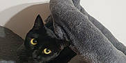 Prune a rejoint le concours — aidez-le/la à gagner de superbes lots ! cat, black_cat, yellow_eyes, cat_tree, toy, fuzzy_toy, indoor, pet, animal, curious, playful, cozy, furniture, gray, soft, whiskers, ears, close_up, domestic_cat, cute