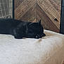 Prune a rejoint le concours — aidez-le/la à gagner de superbes lots ! black_cat, sleeping, bed, blanket, indoor, furniture, wooden_wall, cozy, pet, resting, animal, domestic_cat, quiet, relaxation, home, soft_texture, comfort, peaceful, feline, nap