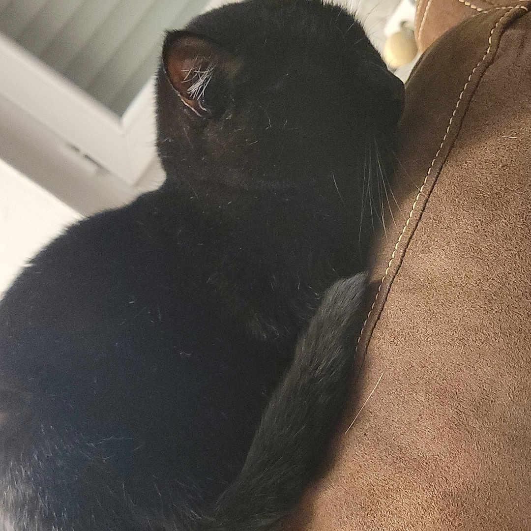 Prune a rejoint le concours — aidez-le/la à gagner de superbes lots ! animal, black_cat, blinds, cat, close_up, couch, cozy, fur, furniture, home, indoor, pet, relaxation, resting, side_view, sleeping, soft_texture, tail, whiskers, window