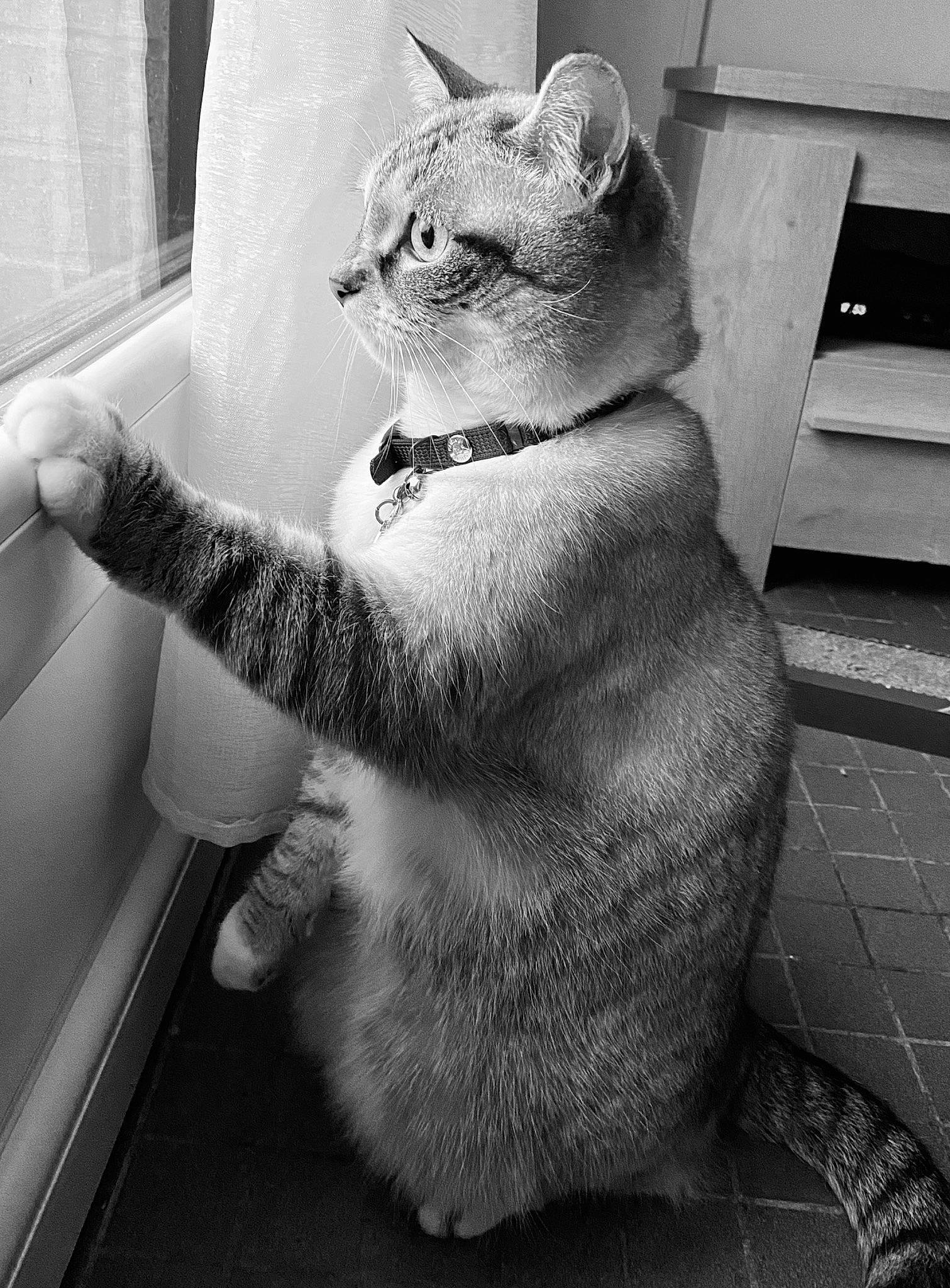 Luna a rejoint le concours — aidez-le/la à gagner de superbes lots ! asian, black_and_white, british_shorthair, burmilla, carnivore, cat, chartreux, domestic_short_haired_cat, european_shorthair, felidae, fur, leg, monochrome, photography, sitting, small_to_medium_sized_cats, snout, tail, whiskers, white