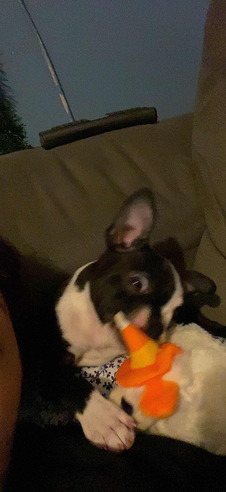 Aura is registered to the contest to win money with this photo: canidae, carmine, carnivore, comfort, companion_dog, couch, dog, dog_breed, fawn, felidae, fur, human_leg, paw, puppy, snout, sporting_group, tail, terrestrial_animal, whiskers, working_animal