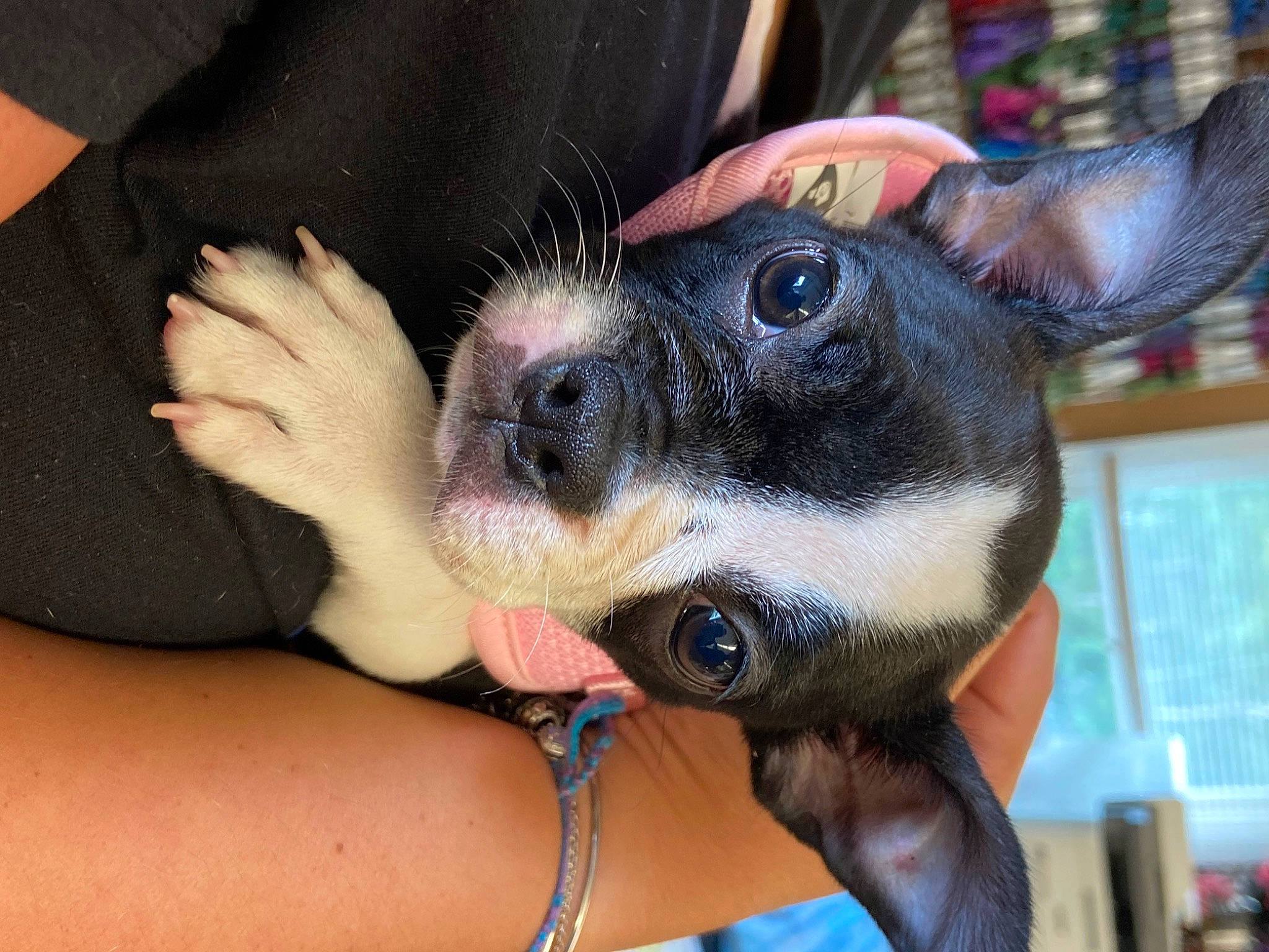 Aura is registered to the contest to win money with this photo: canidae, carnivore, companion_dog, dog, dog_breed, ear, fawn, finger, fur, gesture, guard_dog, hand, nail, snout, sporting_group, thumb, toy_dog, whiskers, working_animal, wrist