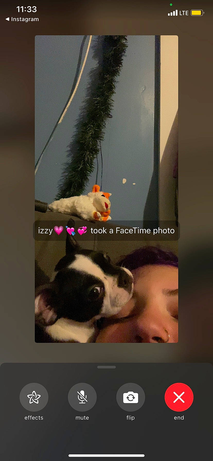 Aura is registered to the contest to win money with this photo: advertising, art, brand, canidae, carnivore, companion_dog, display_device, dog, dog_breed, fawn, font, fur, multimedia, non_sporting_group, paw, photo_caption, room, snout, sporting_group, working_animal