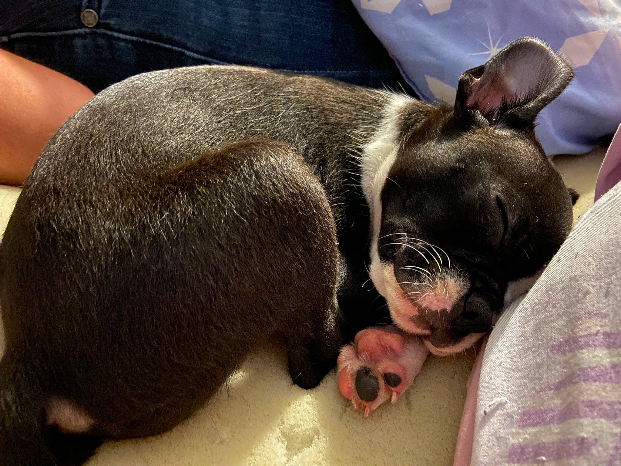 Aura is registered to the contest to win money with this photo: boston_terrier, bulldog, carnivore, comfort, companion_dog, dog, dog_breed, ear, fawn, molosser, non_sporting_group, paw, snout, sporting_group, terrestrial_animal, toy_dog, whiskers, working_animal, wrinkle