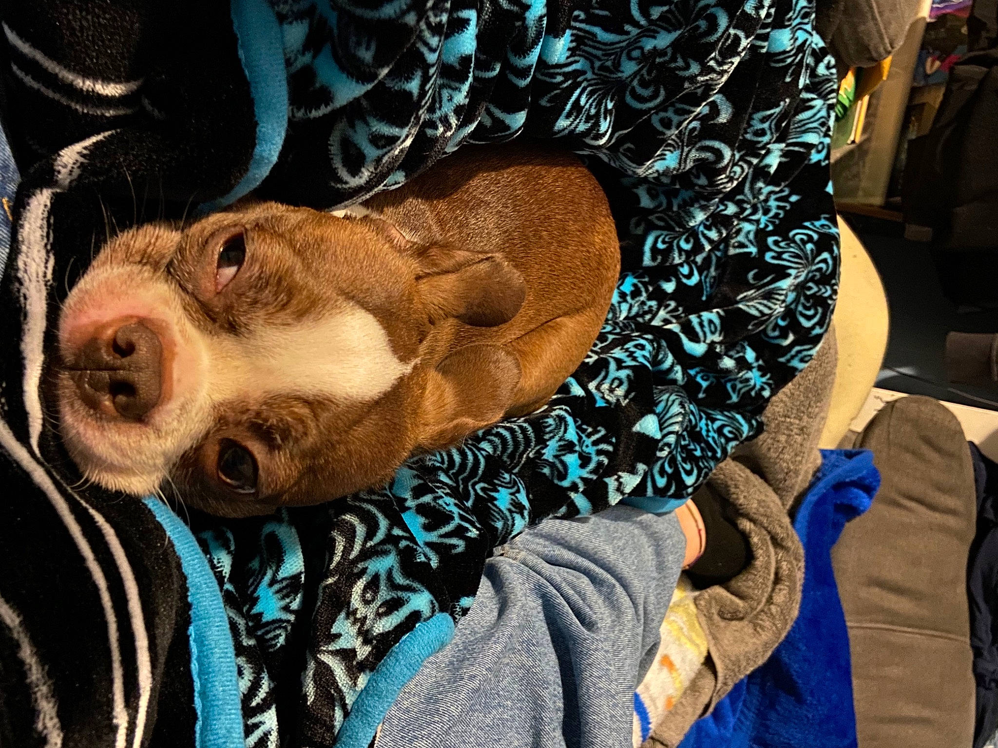 Nala is registered to the contest to win money with this photo: canidae, carnivore, comfort, companion_dog, dog, dog_breed, electric_blue, eyewear, fawn, fur, hat, human_leg, linens, selfie, snout, sporting_group, sunglasses, textile, whiskers, working_animal