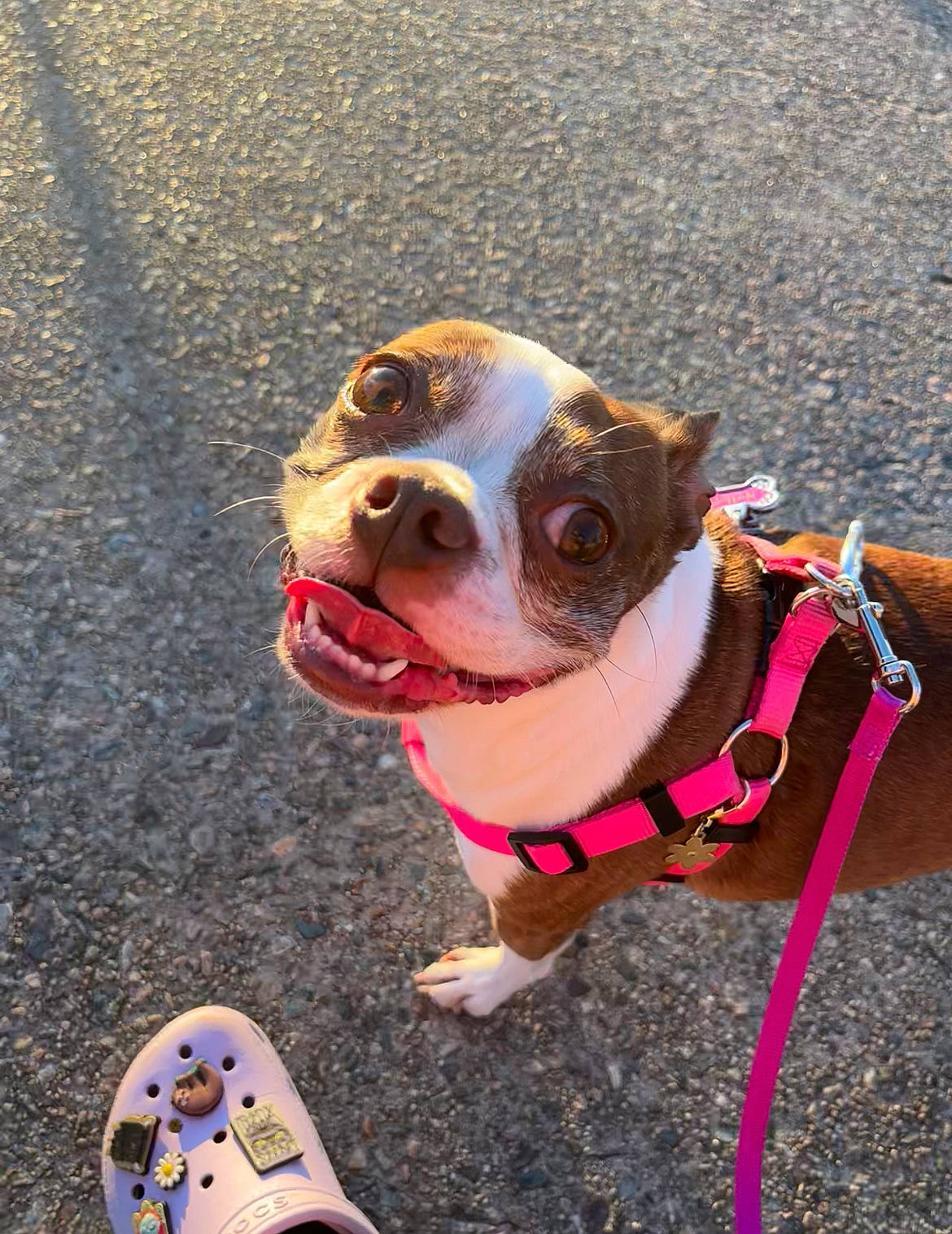 Nala is registered to the contest to win money with this photo: blue, carnivore, collar, companion_dog, dog, dog_breed, dog_collar, dog_supply, eyewear, fawn, light, pet_supply, photograph, pink, snapshot, snout, sunglasses, vision_care, white, working_animal