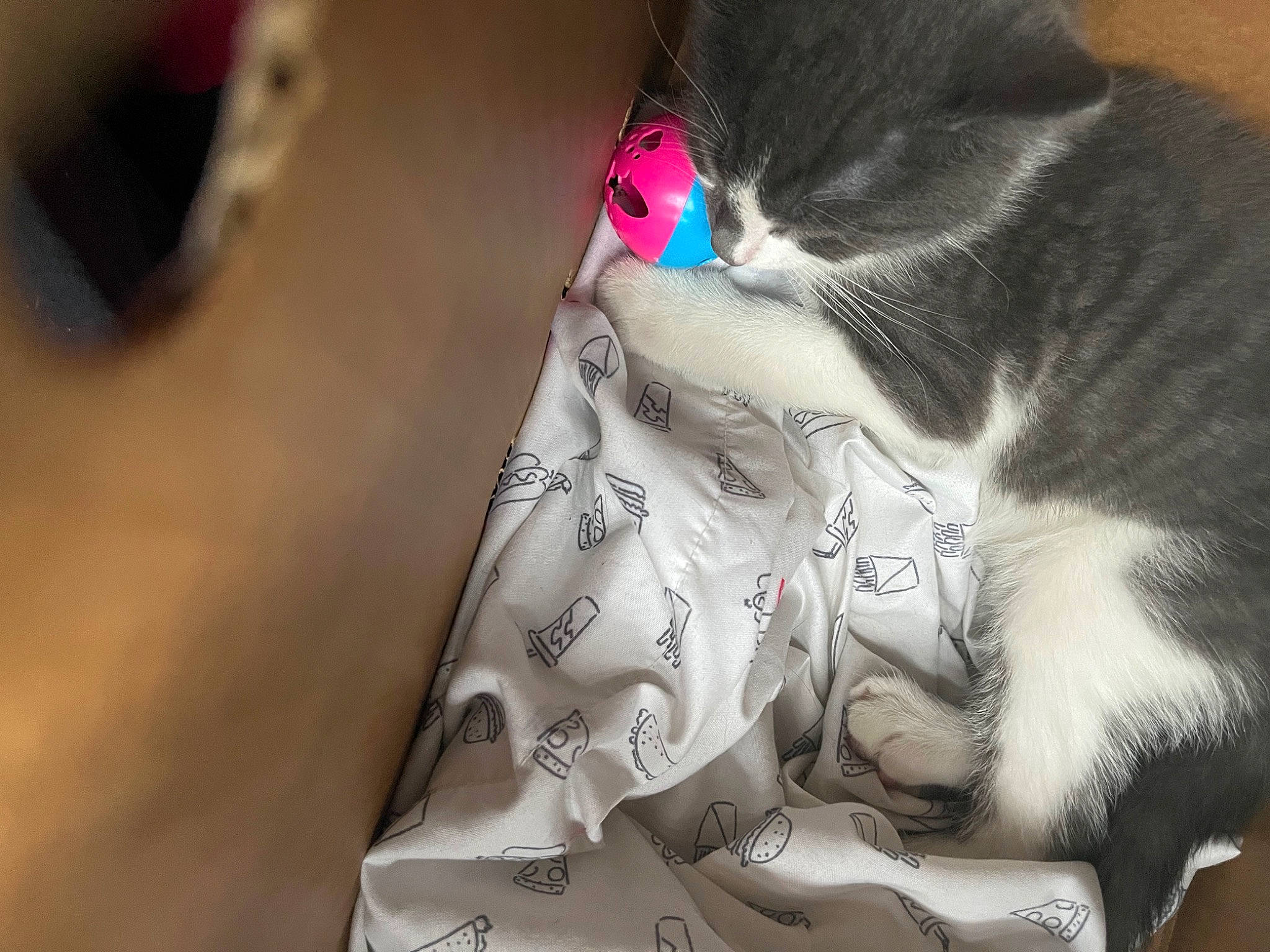 Oliver is registered to the contest to win money with this photo: black_cat, carmine, carnivore, cat, child, claw, comfort, domestic_short_haired_cat, felidae, fur, human_leg, linens, nap, paw, photo_caption, sleep, small_to_medium_sized_cats, snout, tail, whiskers