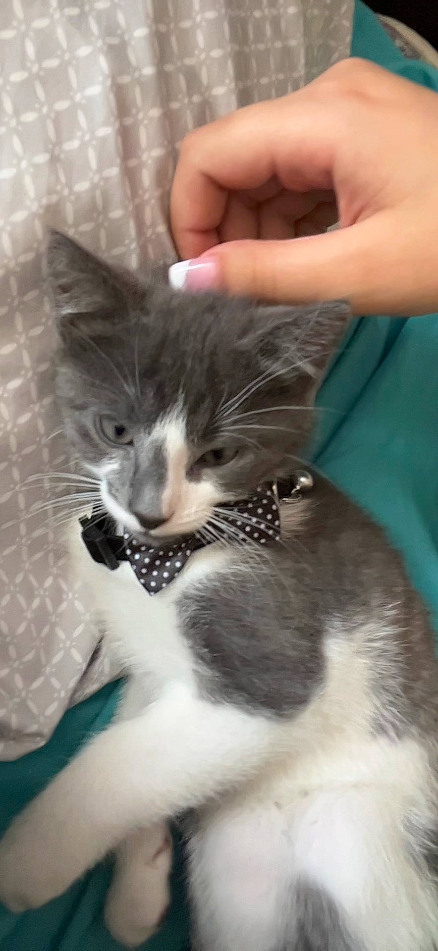 Oliver joined the competition — help win amazing prizes! carnivore, cat, claw, comfort, domestic_short_haired_cat, felidae, foot, fur, gesture, hand, lap, nail, paw, small_to_medium_sized_cats, snout, tail, thumb, tree, whiskers