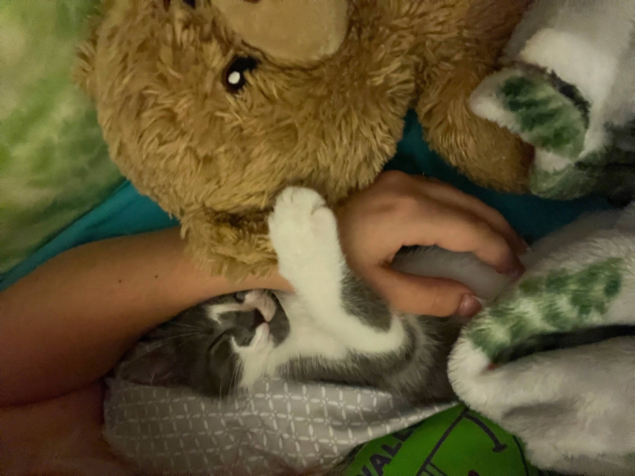 Oliver joined the competition — help win amazing prizes! baby_toys, bear, bed, claw, comfort, companion_dog, fawn, fur, gesture, linens, nail, paw, plush, stuffed_toy, tail, teddy_bear, terrestrial_animal, toy, wool