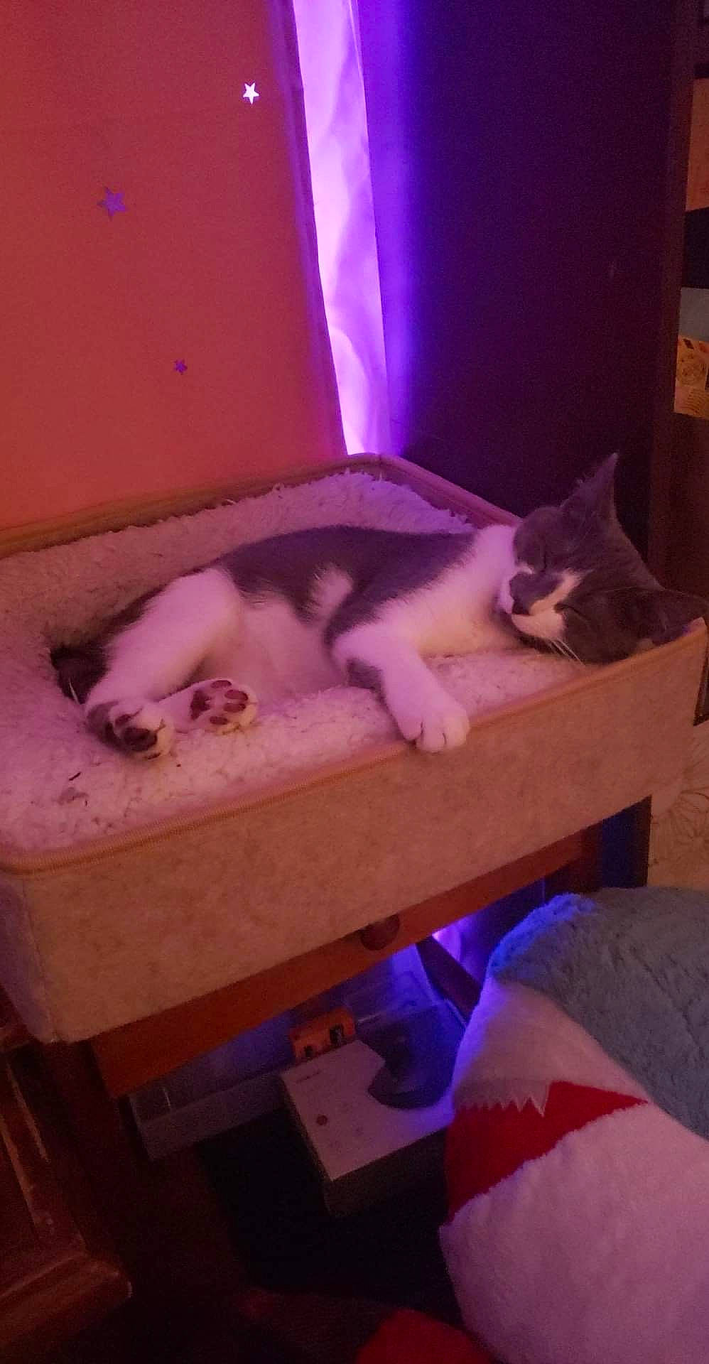 Oliver is registered to the contest to win money with this photo: carnivore, cat, cloud, comfort, domestic_short_haired_cat, felidae, flooring, fur, hardwood, lap, paw, pink, purple, room, small_to_medium_sized_cats, square, tail, vertebrate, whiskers, wood