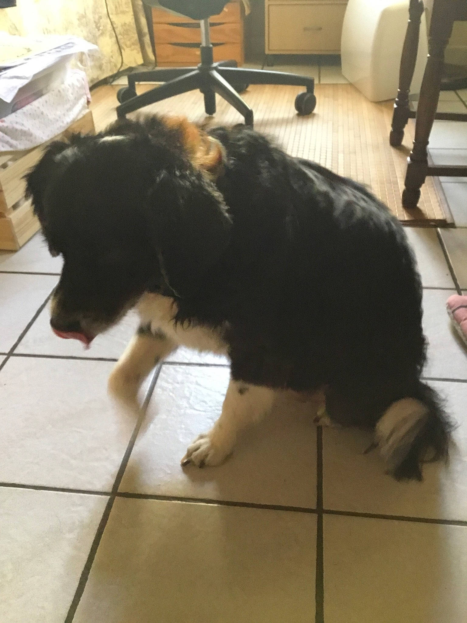 Chaussette a rejoint le concours — aidez-le/la à gagner de superbes lots ! border_collie, canidae, carnivore, dog, dog_breed, floor, flooring, mammal, puppy, sporting_group, tail