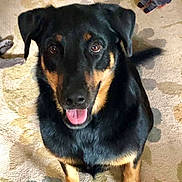 Cooper joined the competition — help win amazing prizes! dog, pet, canine, black_and_tan, tongue_out, sitting, looking_up, eyes, ears, paws, furry, domestic_animal, indoor, carpet, toy, companion, happy, close_up, portrait, attentive