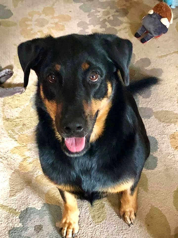 Cooper joined the competition — help win amazing prizes! dog, pet, canine, black_and_tan, tongue_out, sitting, looking_up, eyes, ears, paws, furry, domestic_animal, indoor, carpet, toy, companion, happy, close_up, portrait, attentive