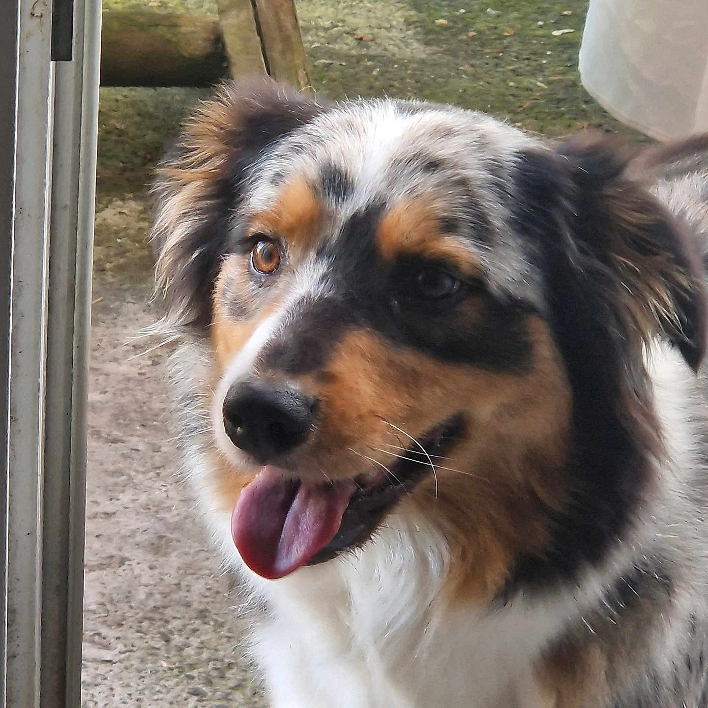 Bella a rejoint le concours — aidez-le/la à gagner de superbes lots ! animal, australian_shepherd, black_fur, brown_eyes, canine, close_up, companion, dog, doorframe, ears, friendly, fur, happy, nature, outdoor, pet, portrait, tan_fur, tongue_out, white_fur