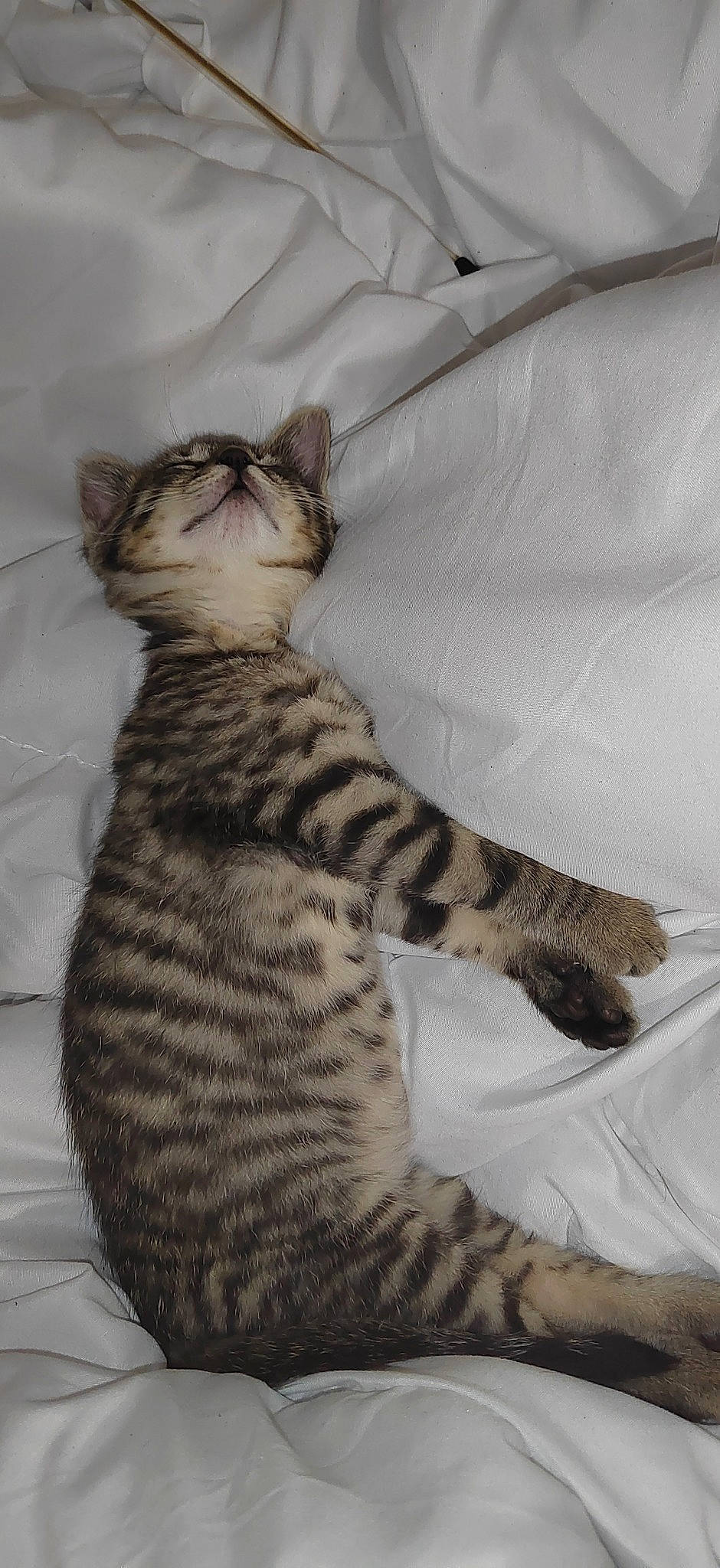 Youki a rejoint le concours — aidez-le/la à gagner de superbes lots ! bed, bedding, carnivore, cat, claw, comfort, domestic_short_haired_cat, felidae, foot, fur, linens, nap, paw, sitting, small_to_medium_sized_cats, snout, tail, terrestrial_animal, whiskers