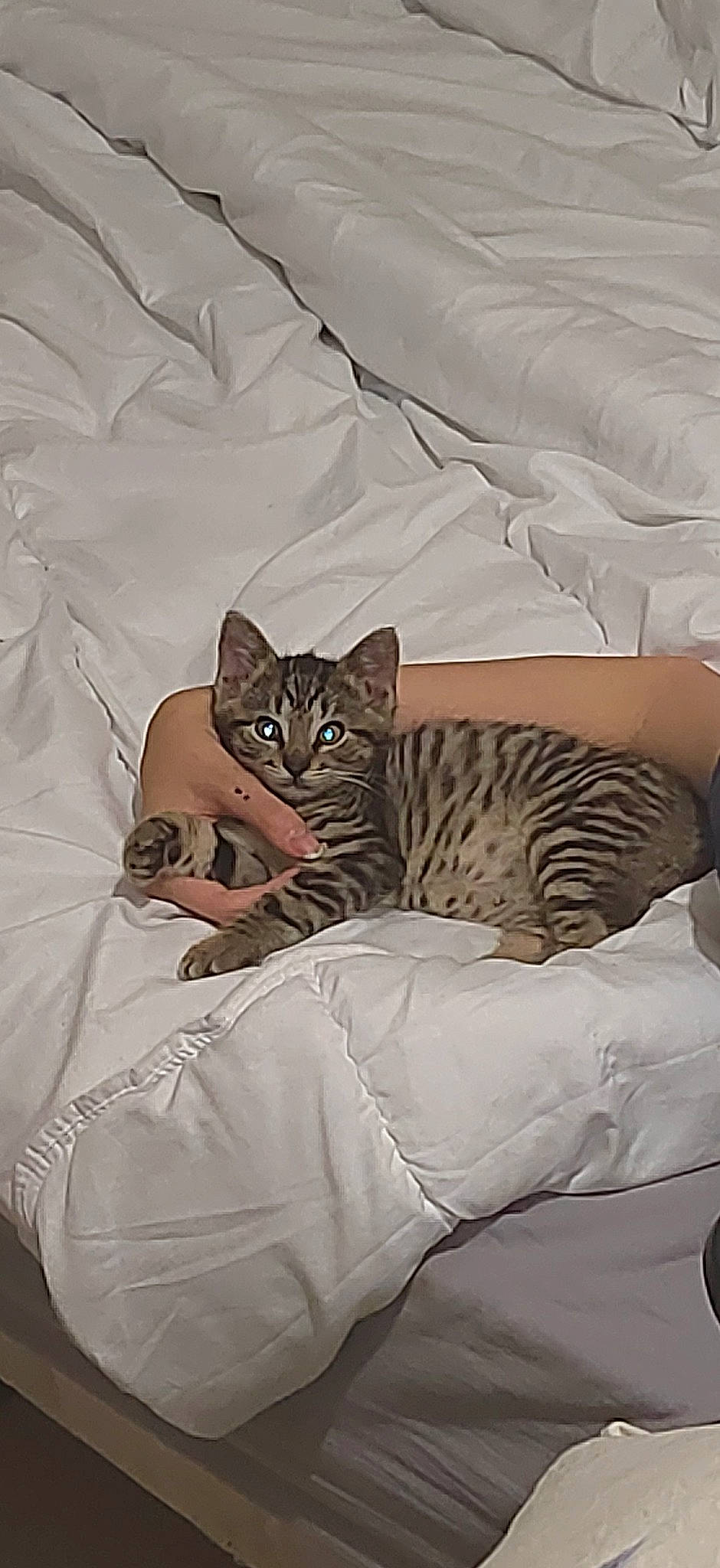 Youki participe au concours pour gagner de l'argent avec cette photo : bed, bedding, big_cats, carnivore, cat, cat_bed, comfort, domestic_short_haired_cat, duvet, felidae, fur, grey, linens, room, sleeve, small_to_medium_sized_cats, tail, terrestrial_animal, whiskers, wildlife