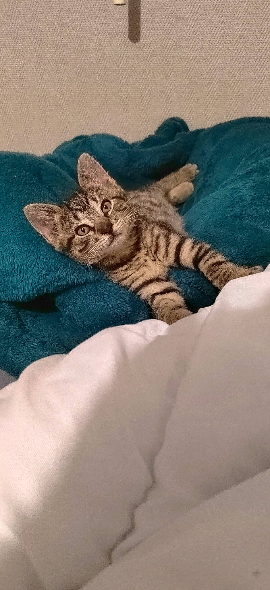 Youki participe au concours pour gagner de l'argent avec cette photo : bed, bedding, carnivore, cat, claw, comfort, domestic_short_haired_cat, felidae, foot, fur, gesture, grey, linens, nap, paw, sleep, small_to_medium_sized_cats, tail, terrestrial_animal, whiskers