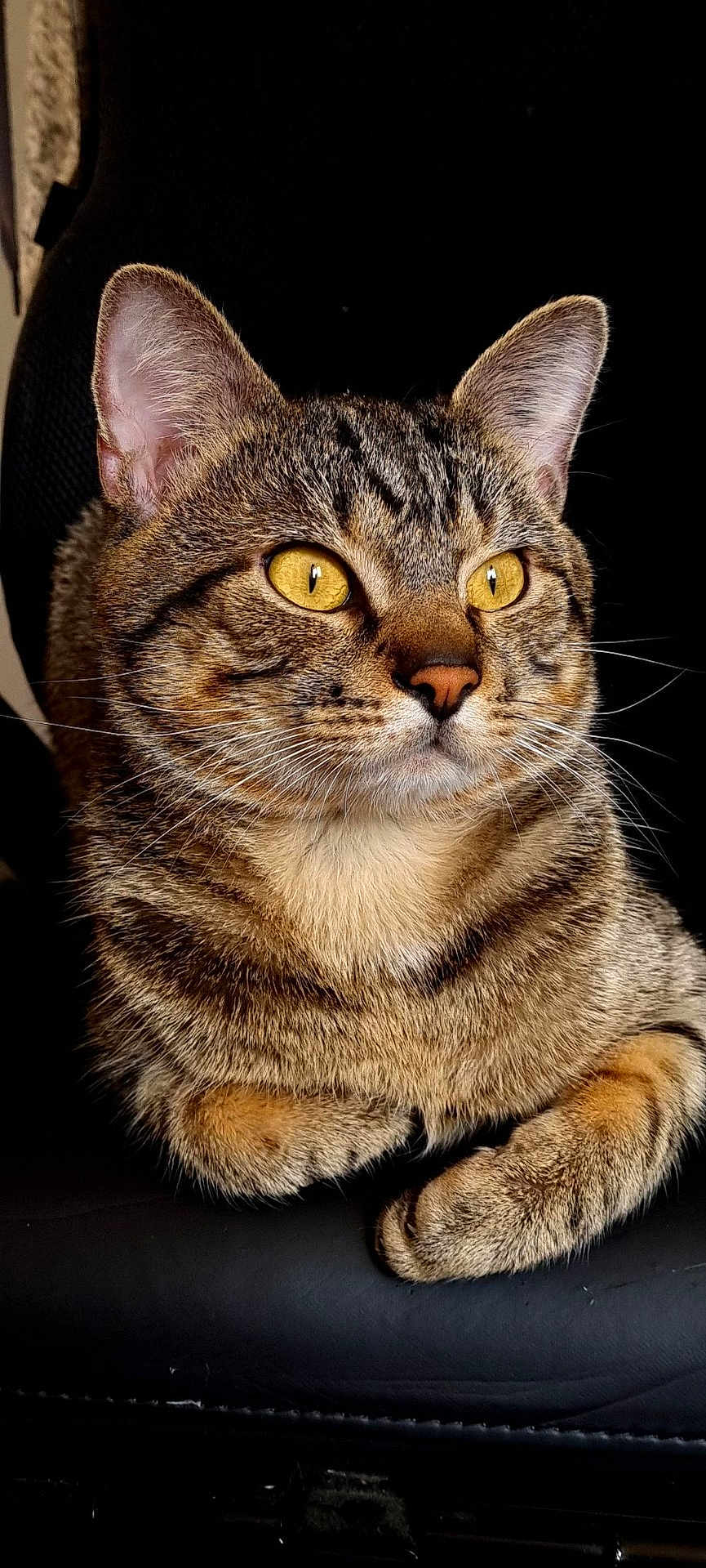 Yuko a rejoint le concours — aidez-le/la à gagner de superbes lots ! cat, tabby, animal, pet, feline, whiskers, ears, golden_eyes, fur, close_up, portrait, sitting, chair, black_background, domestic_animal, mammal, cute, resting, indoor, alert