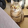 cat, tabby_cat, yellow_eyes, whiskers, fur, wheelchair, wheels, indoor, curious, pet, animal, floor, mechanical_parts, closeup, looking_up, seated, domestic_cat, feline, house_pet, background