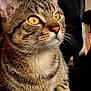 Yuko a rejoint le concours — aidez-le/la à gagner de superbes lots ! cat, tabby_cat, close_up, golden_eyes, whiskers, fur, alert, black_chair, indoor, pet, animal, cute, portrait, feline, striped, sitting, domestic_cat, looking_away, sharp_focus, background_blur