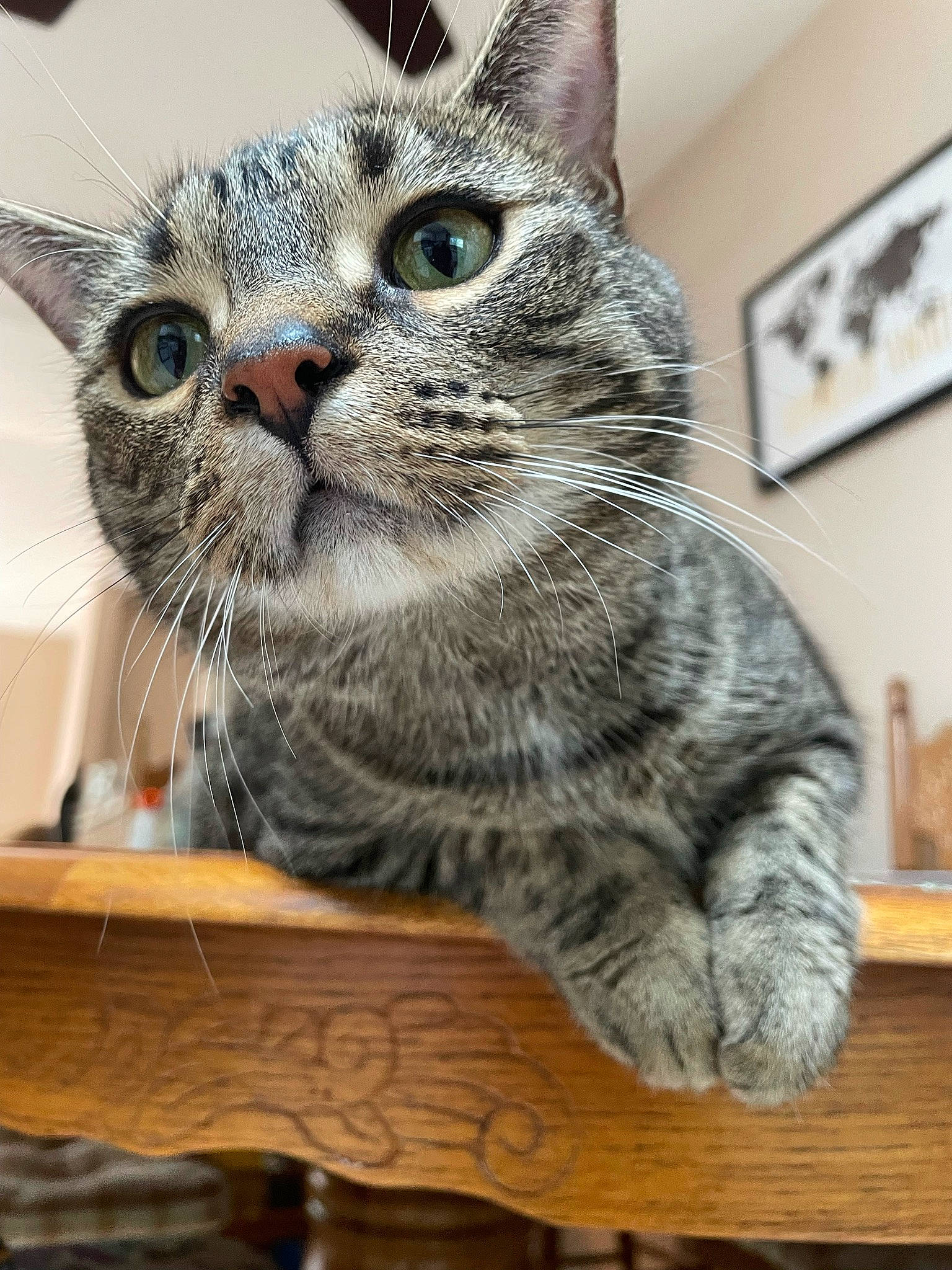 Charlee joined the competition — help win amazing prizes! carnivore, cat, claw, domestic_short_haired_cat, felidae, flooring, fur, hardwood, paw, photo_caption, picture_frame, small_to_medium_sized_cats, snout, table, tail, terrestrial_animal, whiskers, wood, wood_flooring, wood_stain