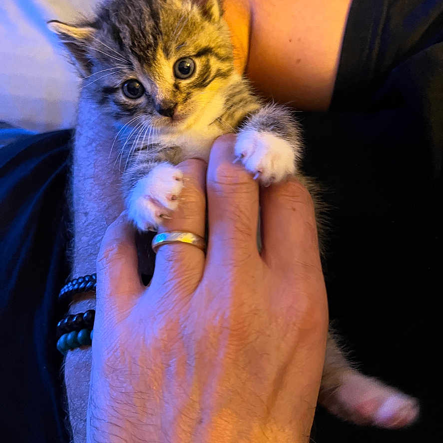 Julius a rejoint le concours — aidez-le/la à gagner de superbes lots ! abyssinian, accessories, animal, bodypart, cat, diamond, finger, gemstone, hand, jewelry, kitten, manx, person, pet, ring, siamese, wrist, wristwatch