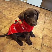 Balou participe au concours pour gagner de l'argent avec cette photo : puppy, dog, labrador, chocolate, red_sweater, sitting, tiled_floor, indoor, pet, cute, young_dog, festive, clothing, looking_up, adorable, kitchen, brown_fur, animal, domestic_animal, young