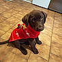 puppy, dog, labrador, chocolate, red_sweater, sitting, tiled_floor, indoor, pet, cute, young_dog, festive, clothing, looking_up, adorable, kitchen, brown_fur, animal, domestic_animal, young