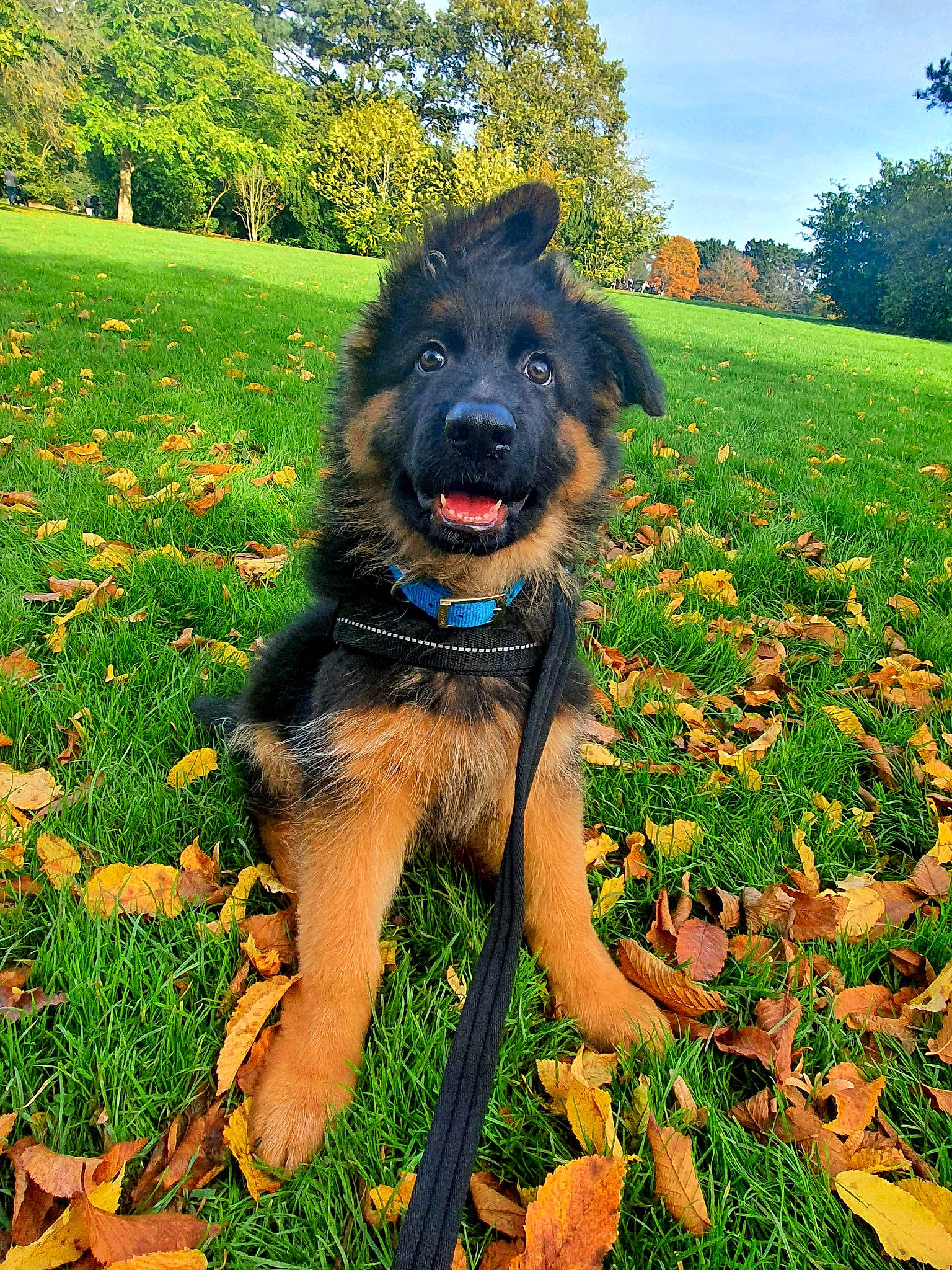 Kizo is registered to the contest to win money with this photo: canidae, carnivore, collar, companion_dog, dog, dog_breed, dog_collar, fawn, flower, grass, green, groundcover, people_in_nature, plant, sky, snout, sporting_group, tail, tree, working_animal