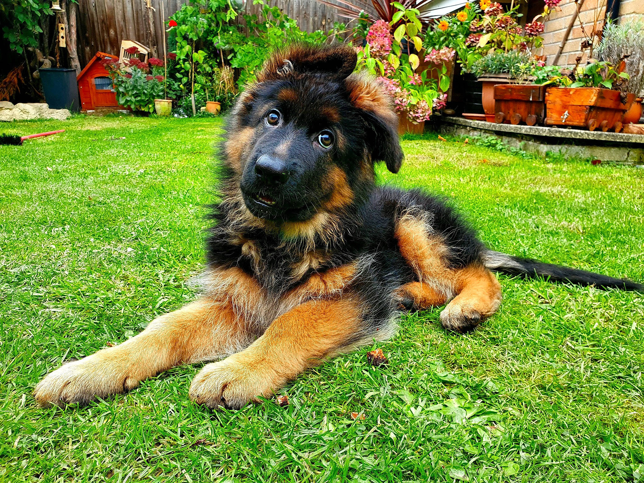 Kizo joined the competition — help win amazing prizes! bench, canidae, carnivore, companion_dog, dog, dog_breed, fawn, flowerpot, garden, grass, groundcover, guard_dog, heat, houseplant, plant, puppy, snout, sporting_group, tail, working_dog