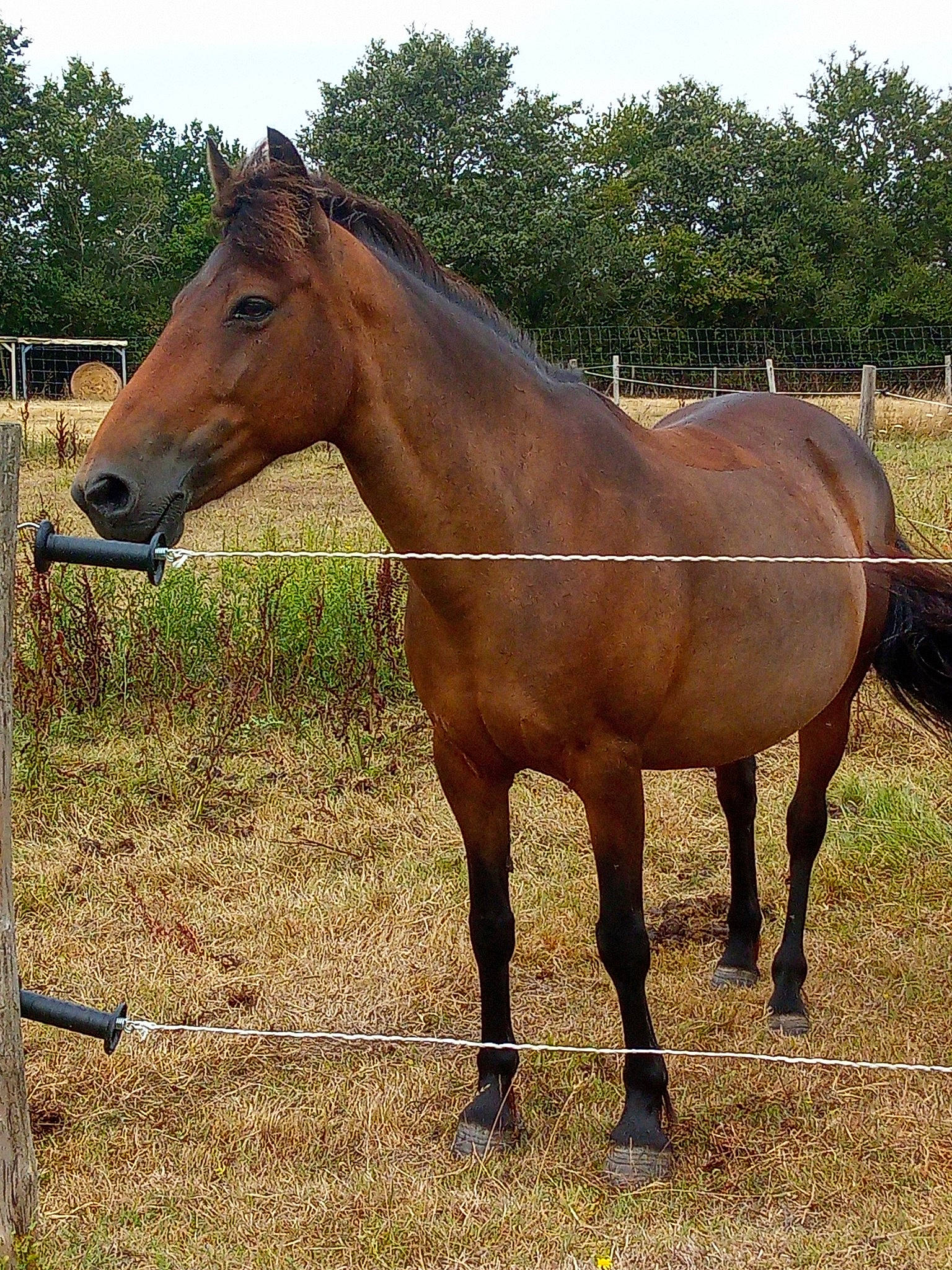 Clara participe au concours pour gagner de l'argent avec cette photo : bridle, fence, grass, grassland, horse, horse_supplies, horse_tack, landscape, liver, livestock, mane, mare, pack_animal, rein, sky, snout, sorrel, terrestrial_animal, tree, working_animal