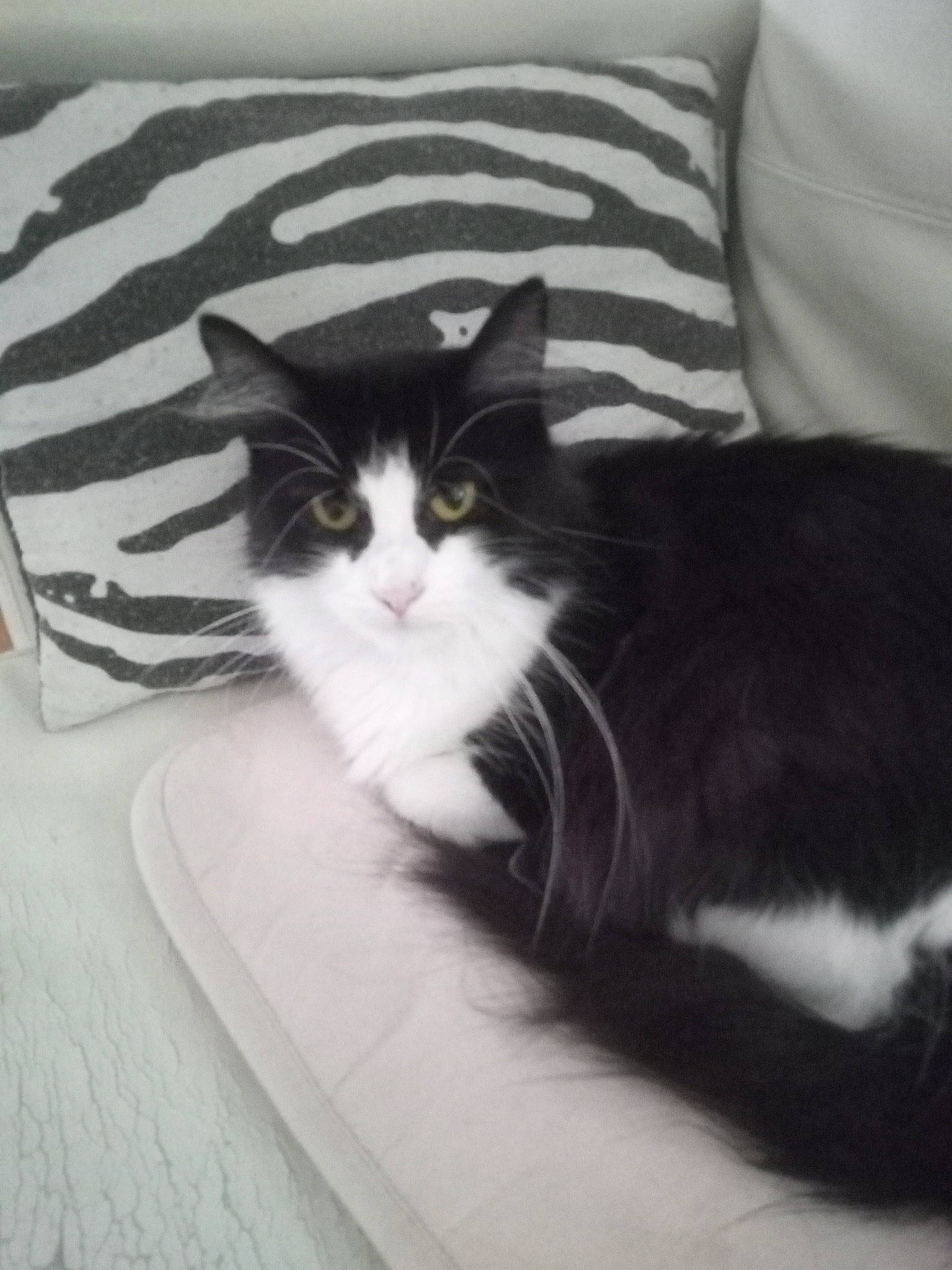 Calia participe au concours pour gagner de l'argent avec cette photo : bedding, black_and_white, box, carnivore, cat, comfort, domestic_short_haired_cat, felidae, fur, grey, linens, monochrome, monochrome_photography, paw, room, sitting, small_to_medium_sized_cats, tail, whiskers, window