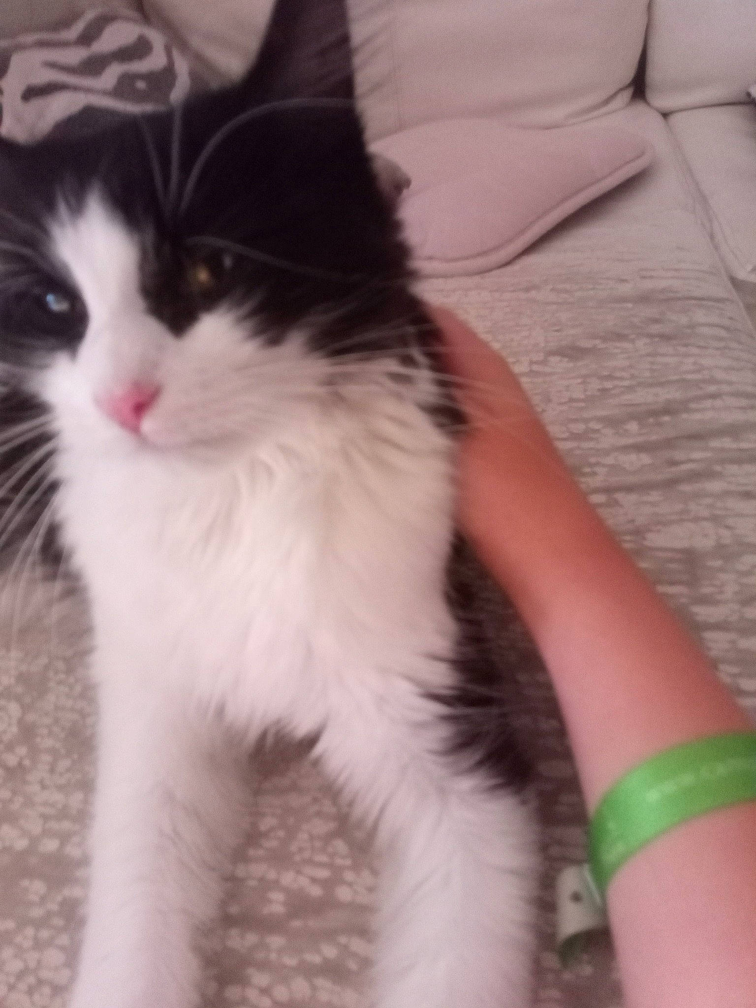 Calia a rejoint le concours — aidez-le/la à gagner de superbes lots ! carnivore, cat, claw, comfort, domestic_short_haired_cat, eye, felidae, foot, fur, human_leg, iris, paw, sitting, small_to_medium_sized_cats, snout, tail, terrestrial_animal, whiskers