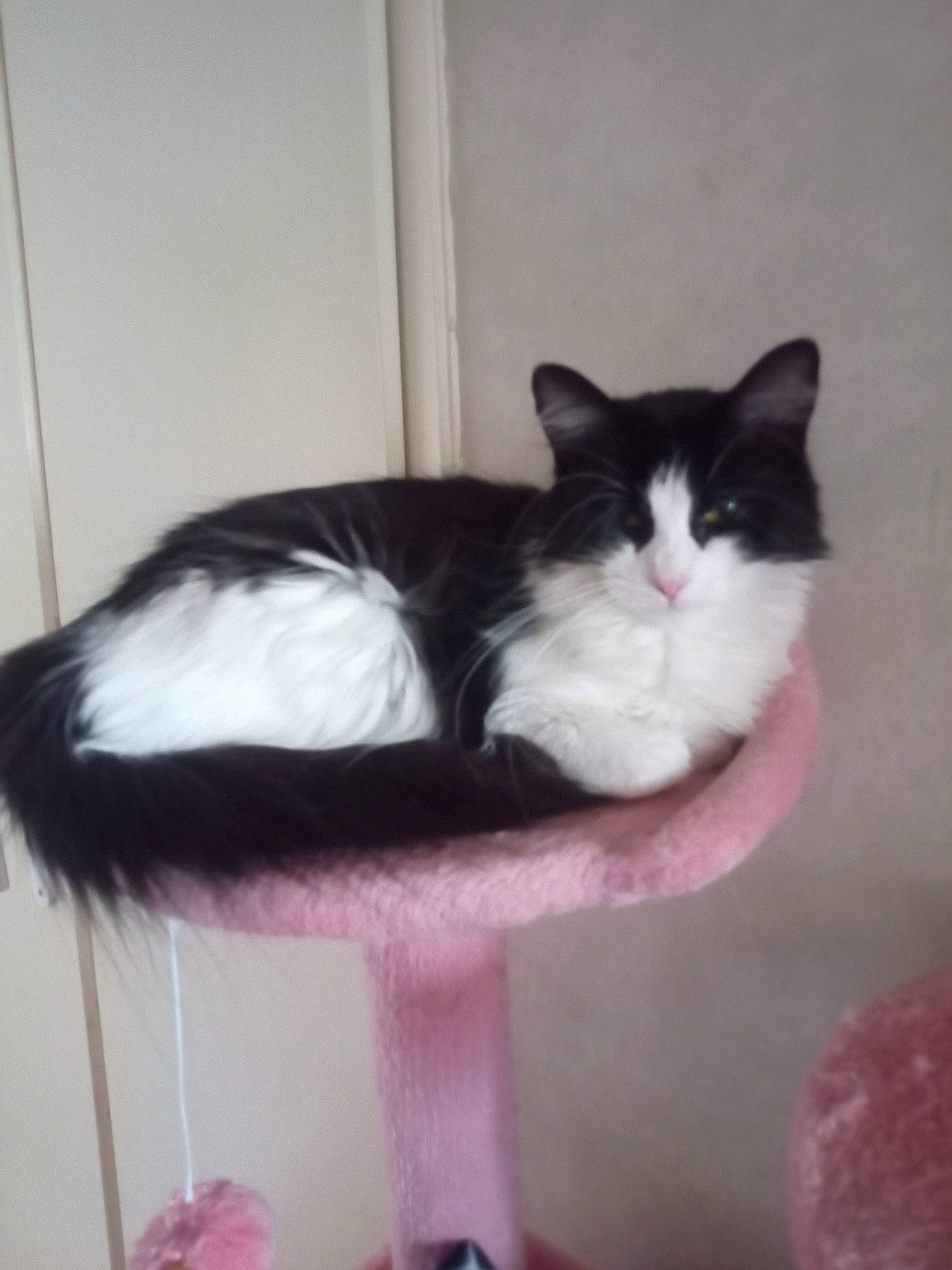 Calia participe au concours pour gagner de l'argent avec cette photo : art, carnivore, cat, cat_supply, comfort, domestic_short_haired_cat, felidae, flooring, foot, fur, magenta, paw, sitting, small_to_medium_sized_cats, tail, whiskers, window, wood