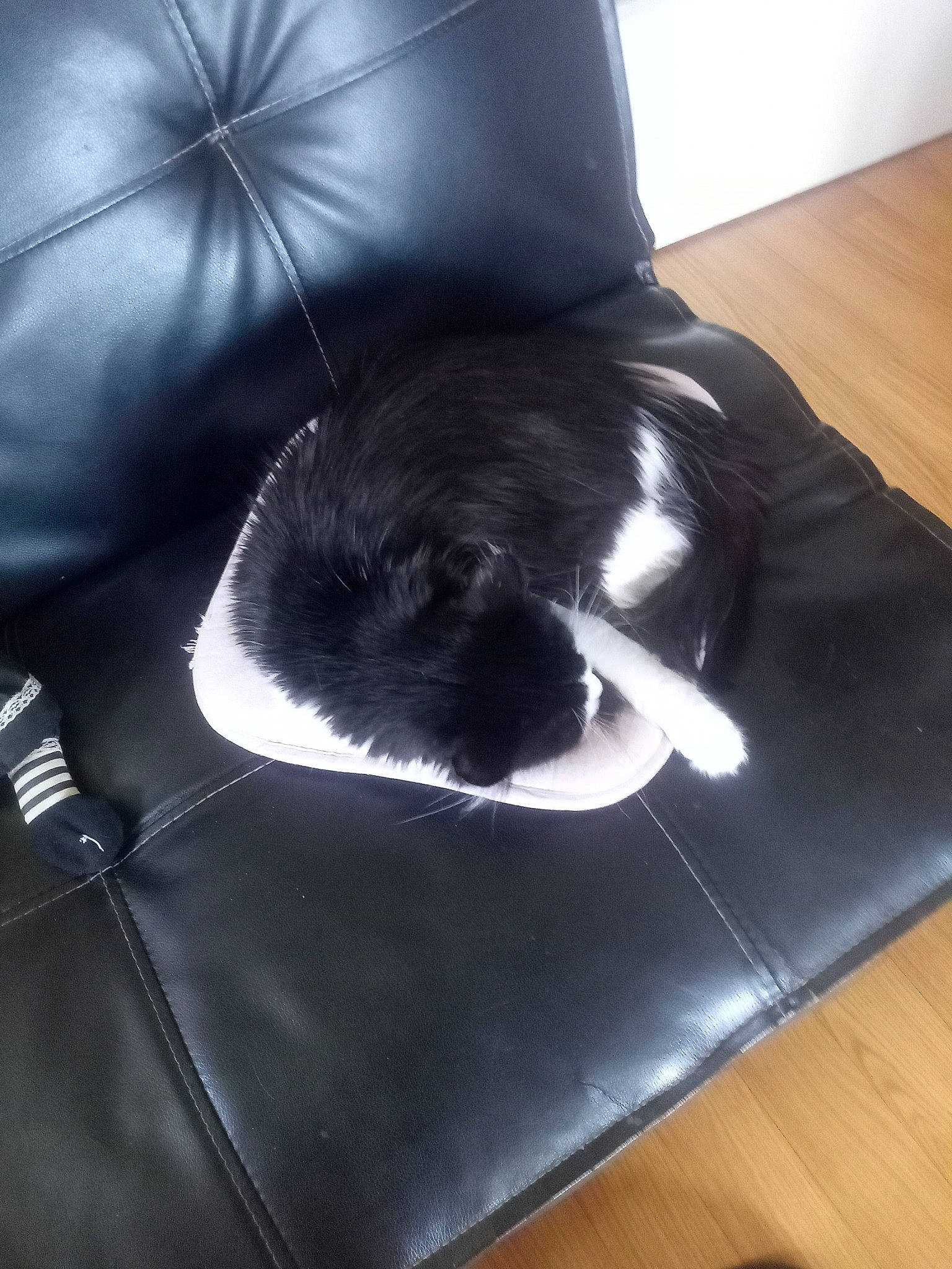 Calia a rejoint le concours — aidez-le/la à gagner de superbes lots ! carnivore, cat, comfort, companion_dog, couch, electric_blue, fashion_accessory, felidae, flooring, fur, hardwood, laminate_flooring, living_room, small_to_medium_sized_cats, tail, tints_and_shades, varnish, whiskers, wood, wood_stain