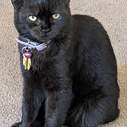 Munchkin joined the competition — help win amazing prizes! alert, animal, bell, black_cat, carpet, cat, collar, cute, domestic_animal, ears, feline, fur, indoor, keys, mammal, pet, portrait, sitting, whiskers, yellow_eyes