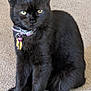 alert, animal, bell, black_cat, carpet, cat, collar, cute, domestic_animal, ears, feline, fur, indoor, keys, mammal, pet, portrait, sitting, whiskers, yellow_eyes