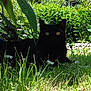 animal, black_cat, cat, daisies, feline, flora, flowers, garden, grass, greenery, leaf, mammal, nature, outdoor, pet, plant, relaxing, shadow, sunlight, wildlife