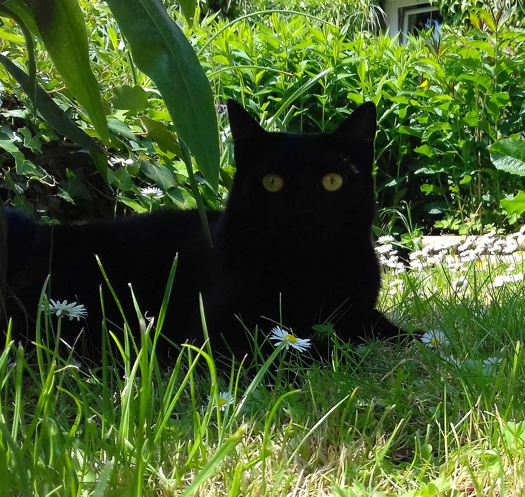 Mili a rejoint le concours — aidez-le/la à gagner de superbes lots ! animal, black_cat, cat, daisies, feline, flora, flowers, garden, grass, greenery, leaf, mammal, nature, outdoor, pet, plant, relaxing, shadow, sunlight, wildlife