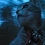cat, animal, pet, collar, tag, closeup, blurry, low_light, outdoor, night, feline, whiskers, curious, portrait, ears, face, muzzle, domestic_animal, fur, looking