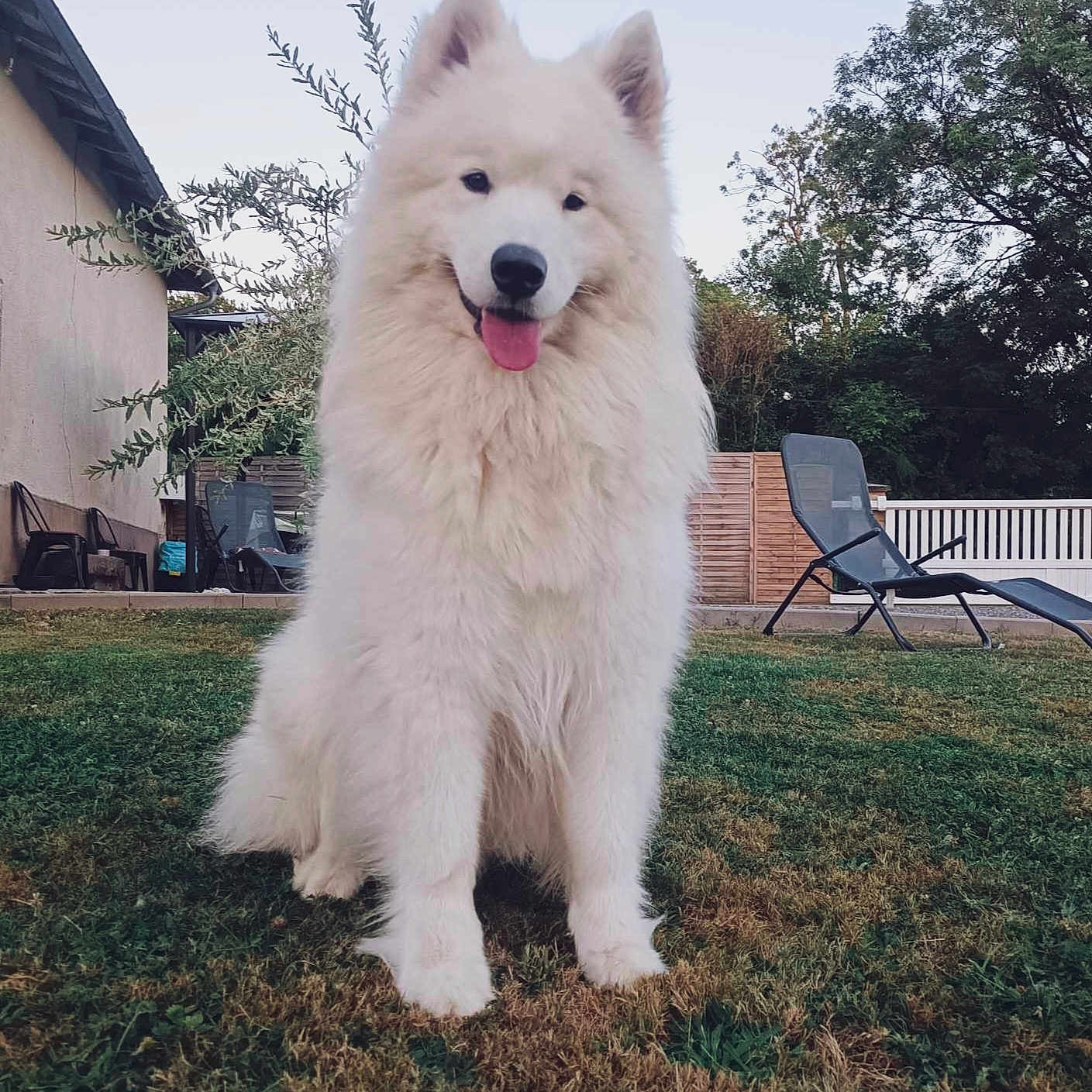 Taiko participe au concours pour gagner de l'argent avec cette photo : animal, architecture, backyard, building, canine, dog, eskimodog, furniture, grass, house, housing, husky, nature, outdoors, pet, plant, puppy, shelter, whitedog, yard