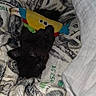 animal, black_cat, blanket, claws, close_up, cozy, cute, dollar_bill_pattern, domestic_cat, fish_toy, fur, indoor, kitten, pet, playful, resting, sleepy, small_animal, toy, whiskers
